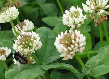 Hvidkløver Klement d. C 10kg